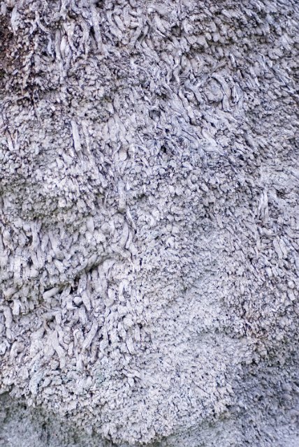 trunk growth pattern