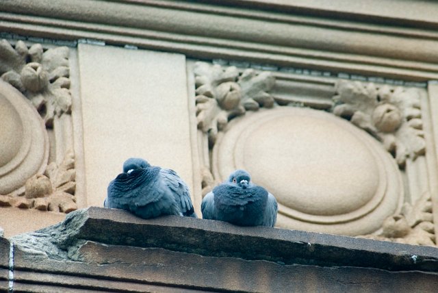 blur: two pigeons huddled on a building ledge