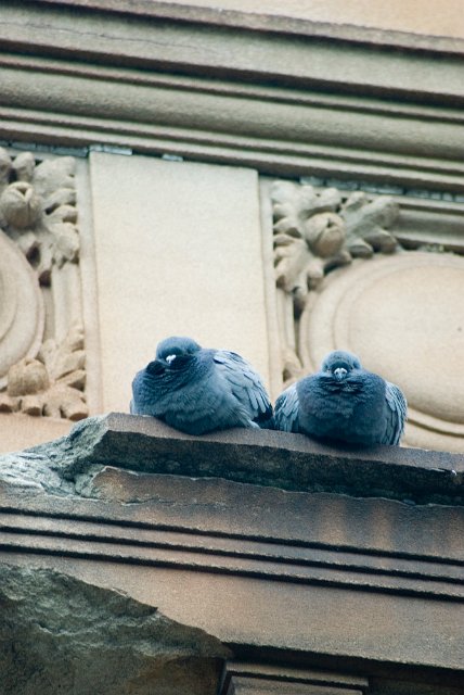 blur: two pigeons huddled on a building ledge