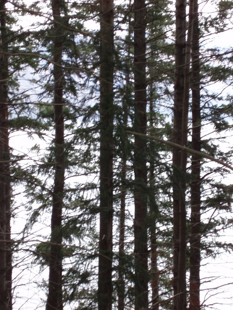 vertical tree trunks