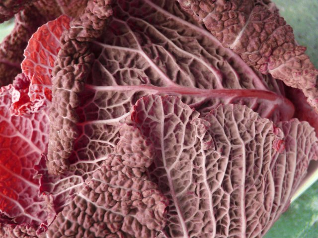 odd coloured cabbage