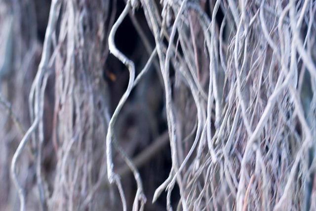 dead abstract mangrove roots