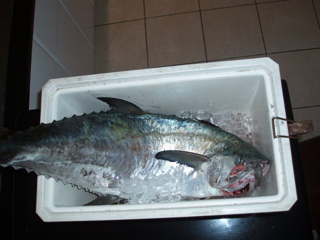 a spanish mackerel in a ice box waiting to be filleted