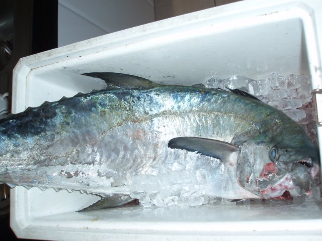 a spanish mackerel in a ice box waiting to be filleted