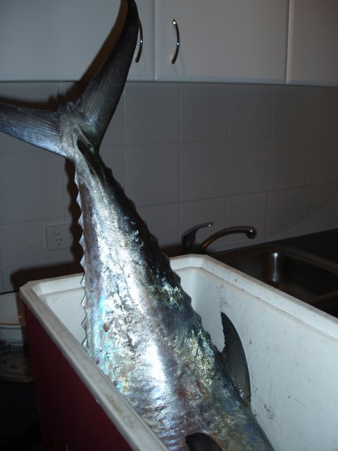 a spanish mackerel in a ice box waiting to be filleted