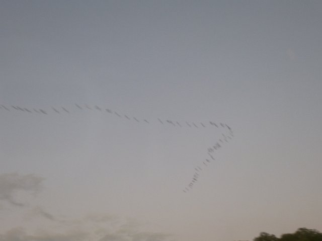 abstract motion image of birds flying in a v formation