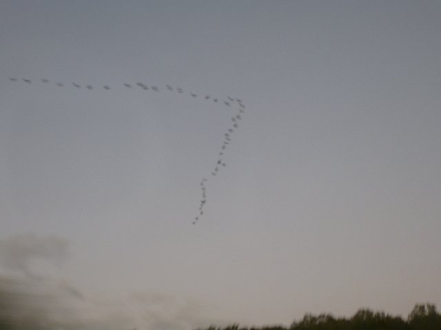 blurred image of birds in motion forming a v