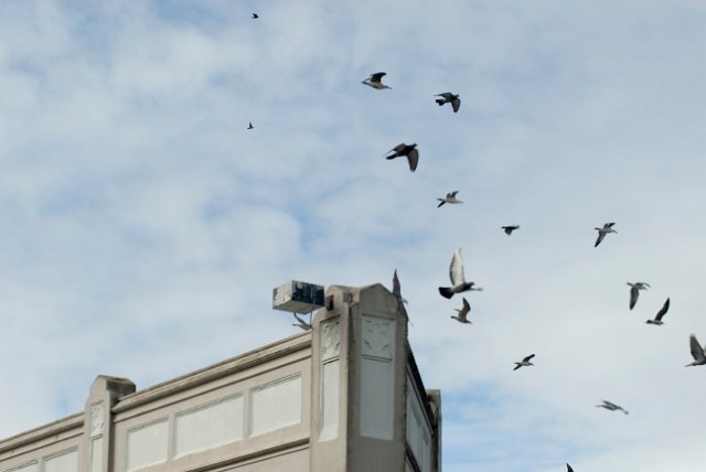 Abstract blurred image of pigeons in flight