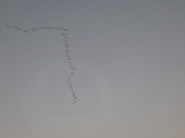 a grey plain sky with a motion-blurred v formation of birds flying across it