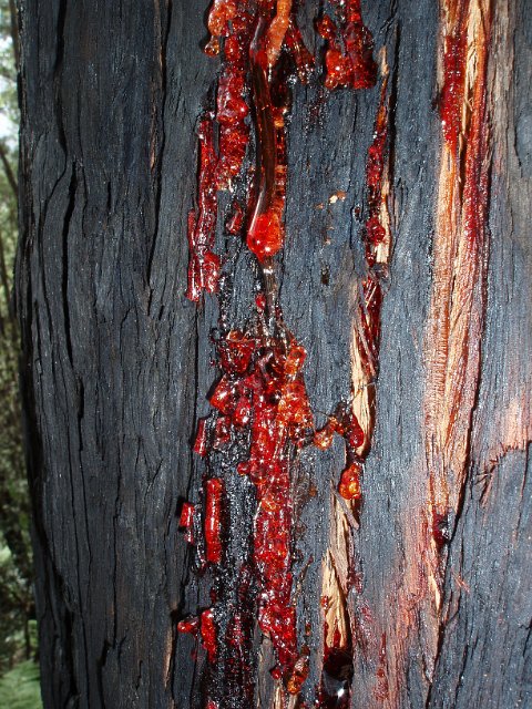 red sap spilling from a gum tree