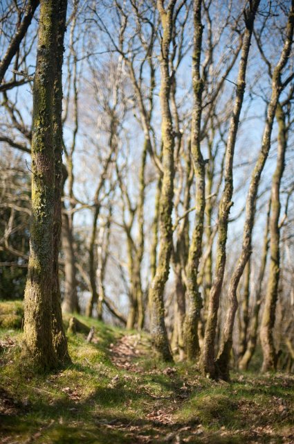 dreamy woodland landscape pictured with shallow depth of field