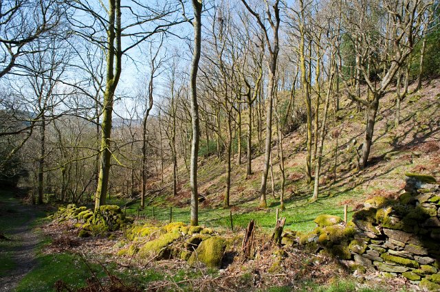 View of scenic English woodland with bare deciduous trees in late autumn or winter