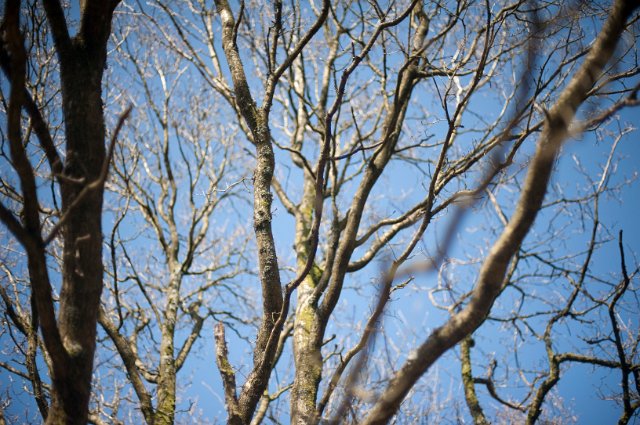 Bare branches of a majestic old deciduous tree in winter against a clear blue sunny sky