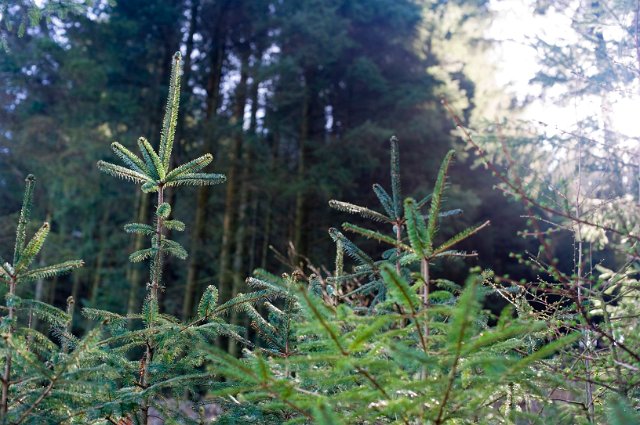 Tops of young evergreen fir tree saplings growing in woodland and an important natural resource