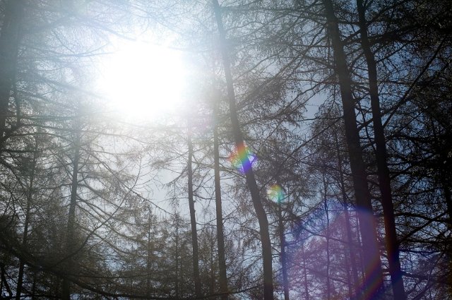 Hot bright sun in a pine forest shining through the evergreen branches creating a flare effect