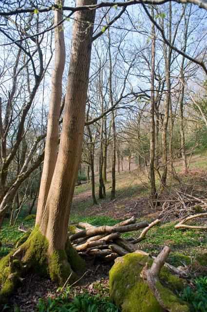 a hill side covered in open woodland and light vegetaion pictured in early spring