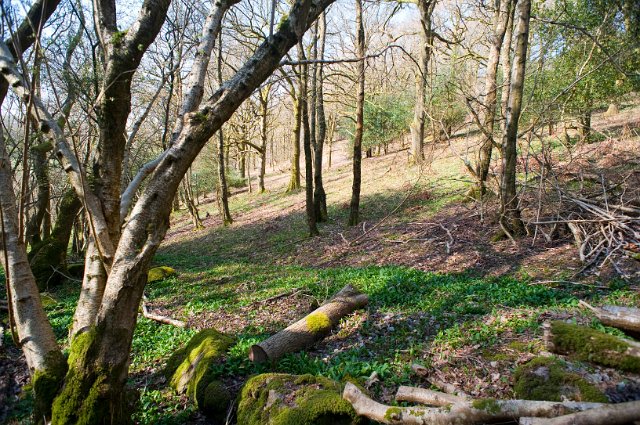 an english woodland pictured in early springtime